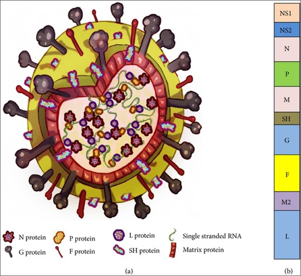 Molecular insights into respiratory syncytial virus: Genotyping and characterization in pediatric community-acquired lower respiratory tract infections