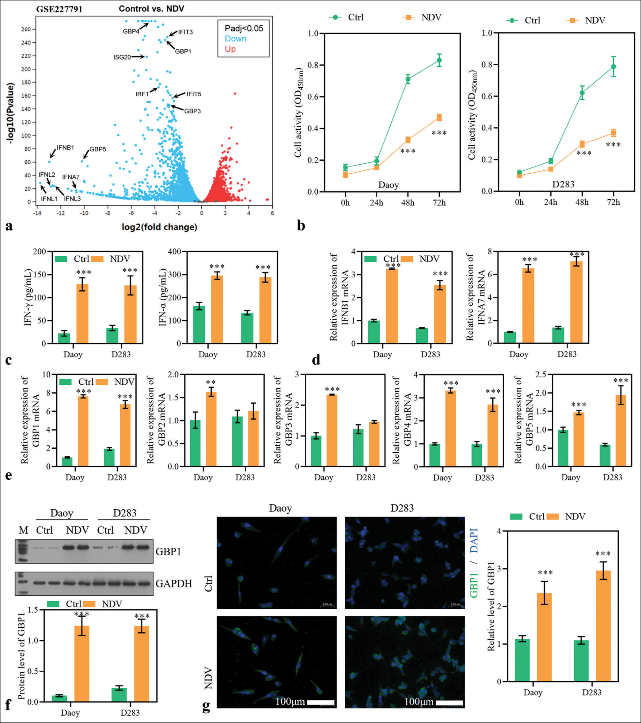 Newcastle disease virus promotes pyroptosis in medulloblastoma cells by regulating interferon-gamma-mediated guanylate-binding protein 1 expression and activating caspase-4