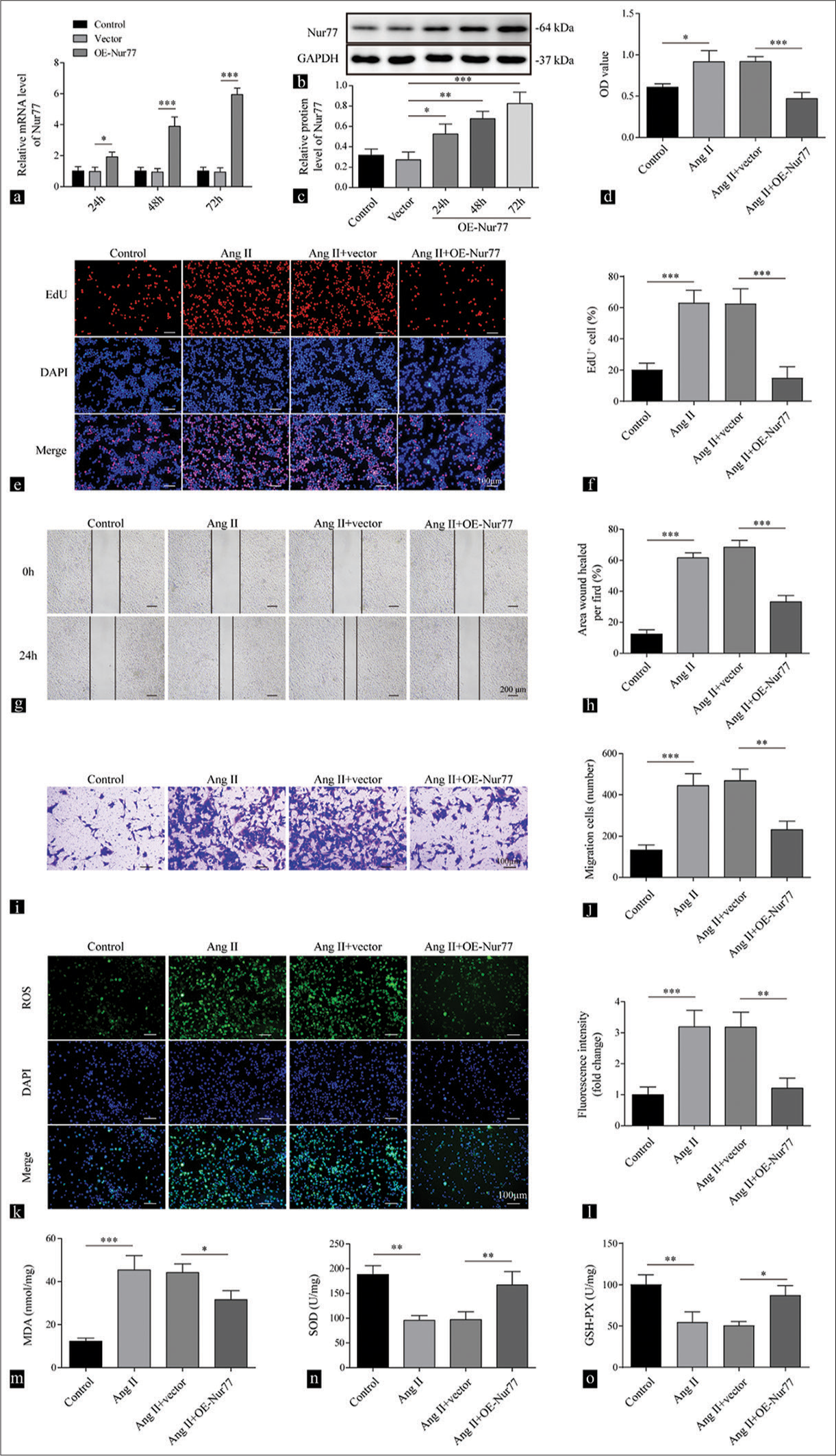 Nuclear receptor subfamily 4 group a member 1 eases angiotensin II-arose oxidative stress in vascular smooth muscle cell by boosting nucleotide-binding oligomerization domain-like receptor family caspase recruitment domain containing 3 transcription