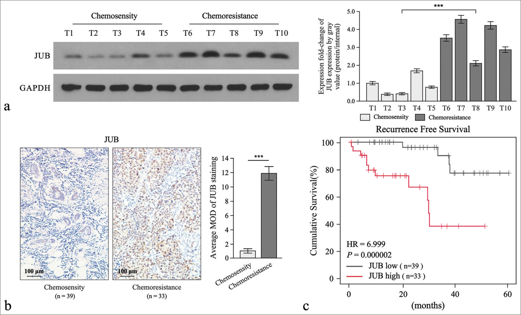 Targeting the Ajuba/Notch axis increases the sensitivity of colon cancer cells to 5-fluorouracil