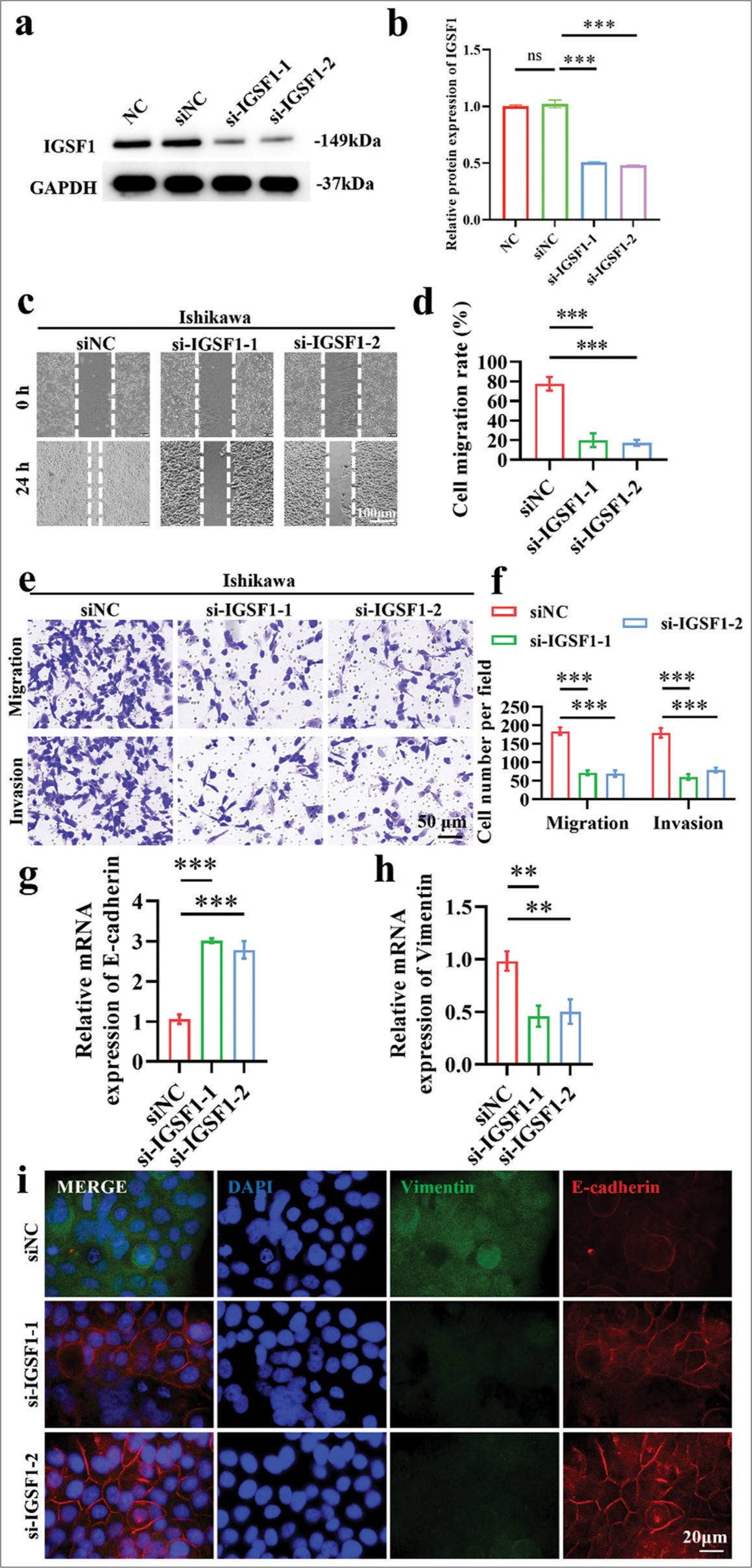 Immunoglobulin superfamily member 1 upregulates myc proto-oncogene to accelerate invasion and metastasis of endometrial cancer: Molecular mechanisms and therapeutic prospects