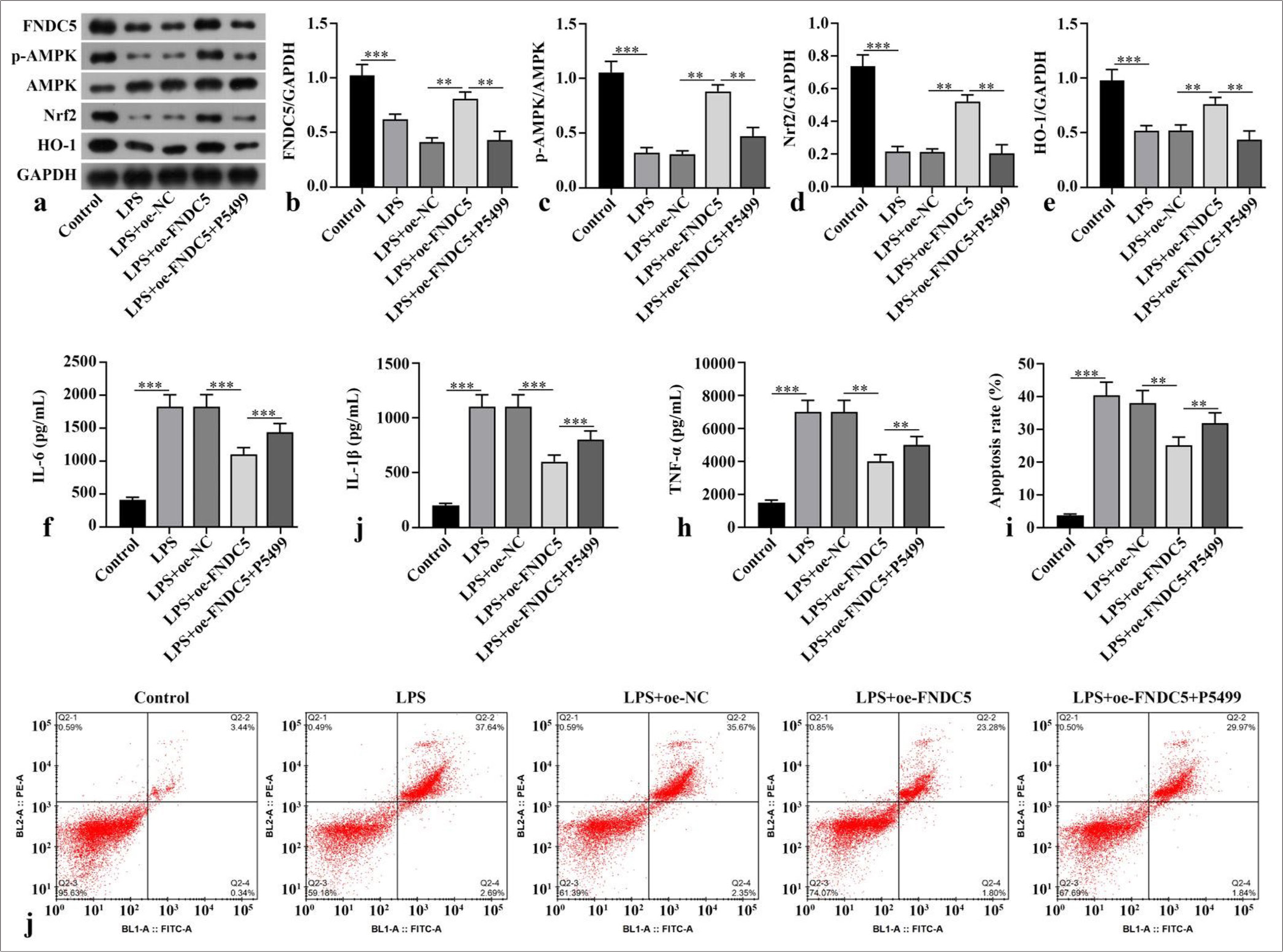 Fibronectin type III domain containing protein 5/irisin alleviated sepsis-induced acute kidney injury by abating ferroptosis through the adenosine 5'-monophosphate-activated protein kinase/nuclear factor erythroid-2-related factor 2 signaling pathway