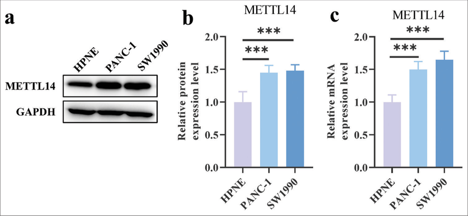 Methyltransferase-like 14 promotes the tumorigenesis and proliferation of pancreatic cancer cells through myc proto-oncogene signaling pathway