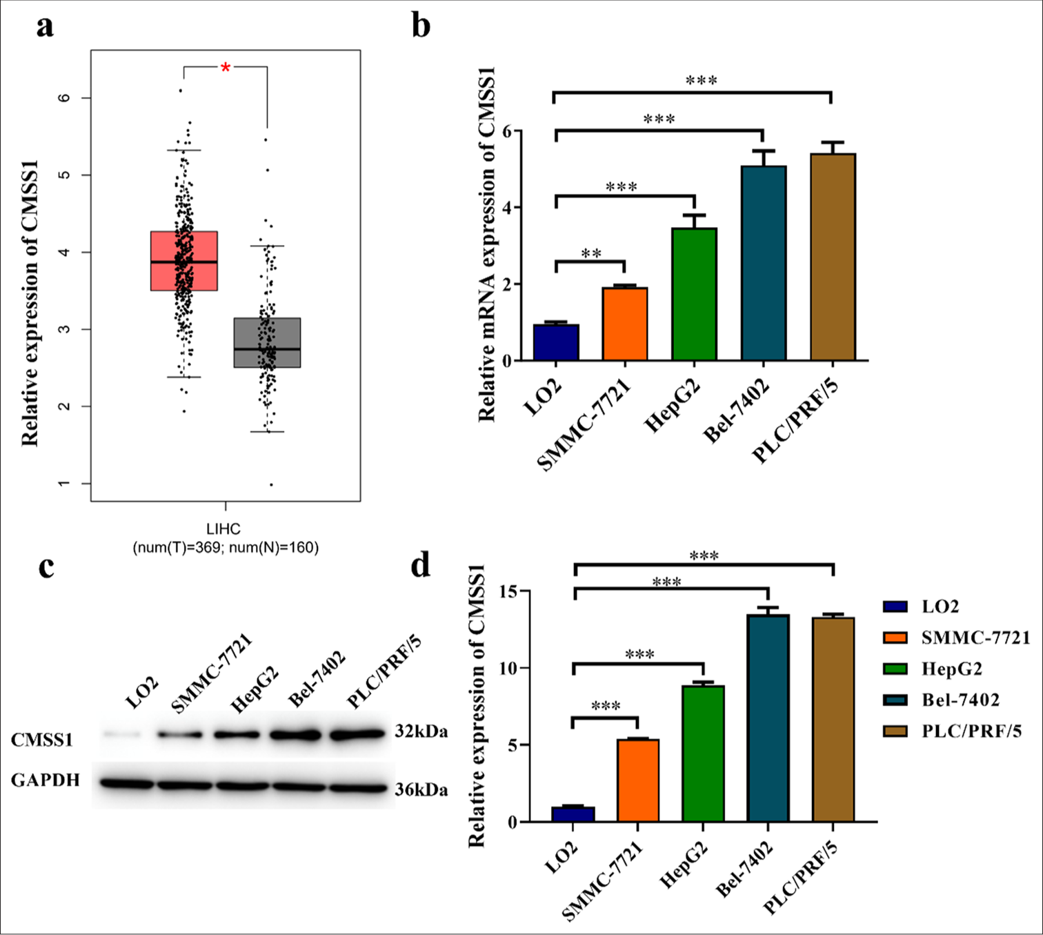 Preliminary study on the cellular and molecular mechanisms of Cms1 ribosomal small subunit homolog promoting hepatocellular carcinoma progression via activation of the homolog family member A/yes-associated protein 1 signaling pathway