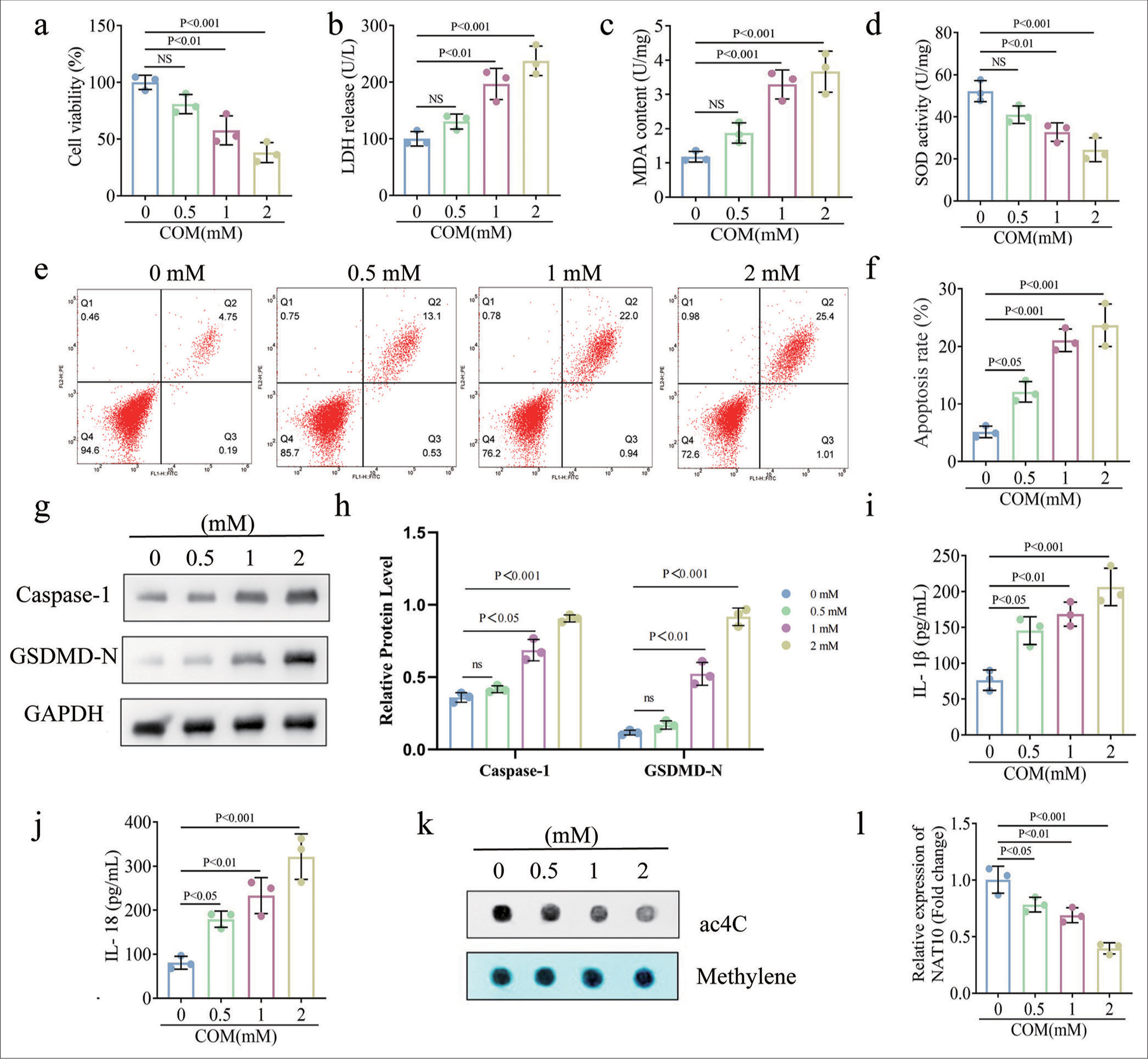 N-acetyltransferase 10 regulates UNC-51-like kinase 1 to reduce tubular cell injury and kidney stone formation