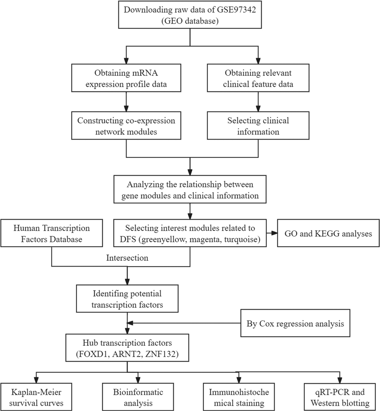 Identification of transcription factors associated with the disease-free survival of triple-negative breast cancer through weighted gene co-expression network analysis