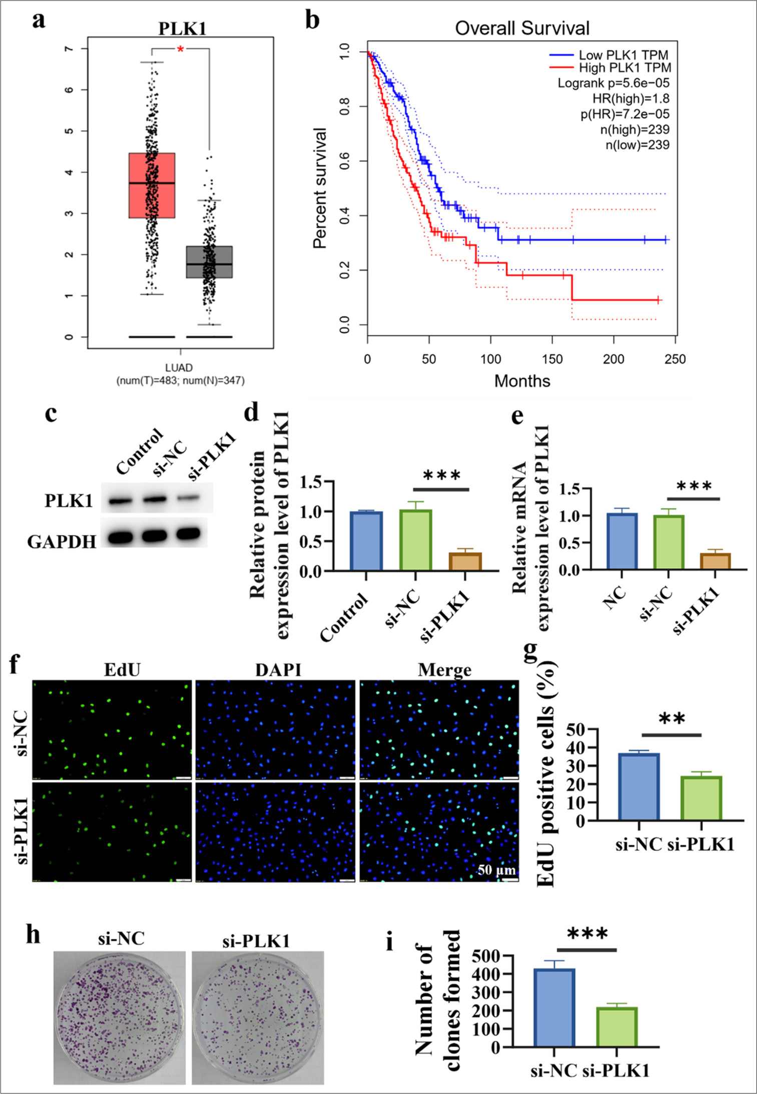 Upregulation of phosphatase and tensin homolog deleted on chromosome ten inhibits lung cancer cell proliferation by suppressing the oncogene polo-like kinase 1 and inducing autophagy