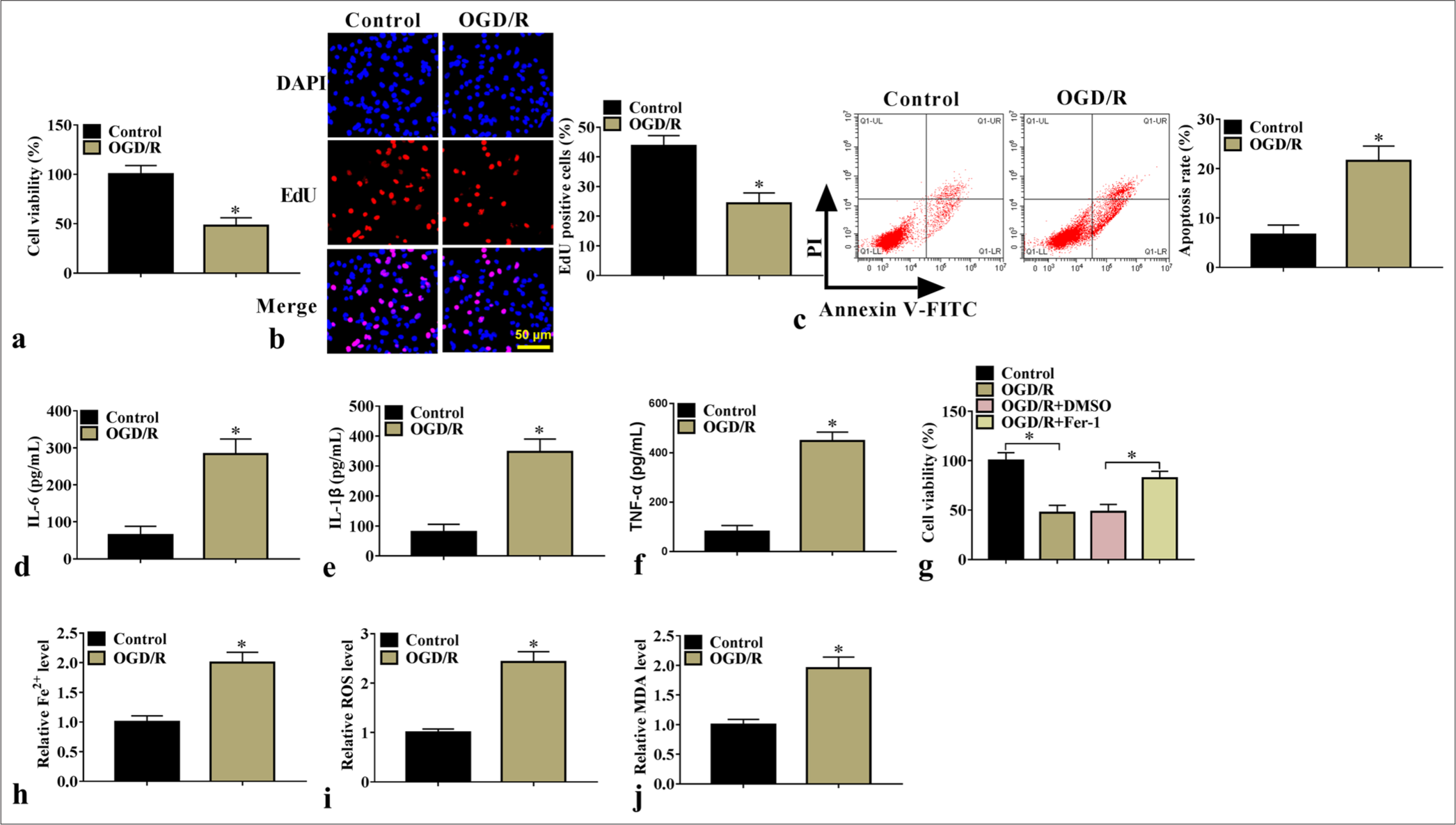 Ubiquitin-specific peptidase 14 promotes neuron injury by stabilizing acyl-CoA synthetase long-chain family member 4 through deubiquitination