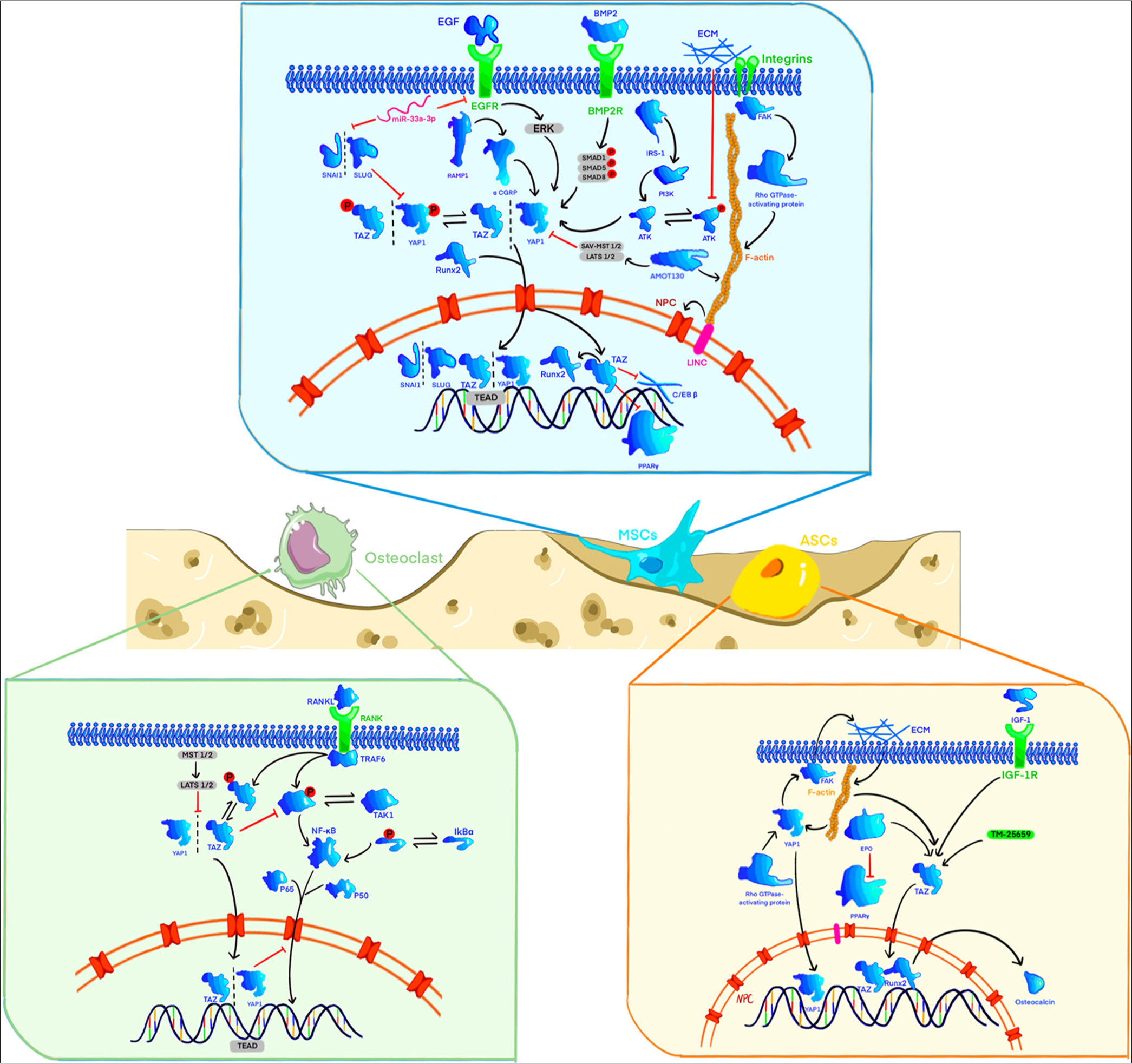 The physiological and pathogenic roles of yes-associated protein/transcriptional co-activator with PDZ-binding motif in bone or skeletal motor system-related cells