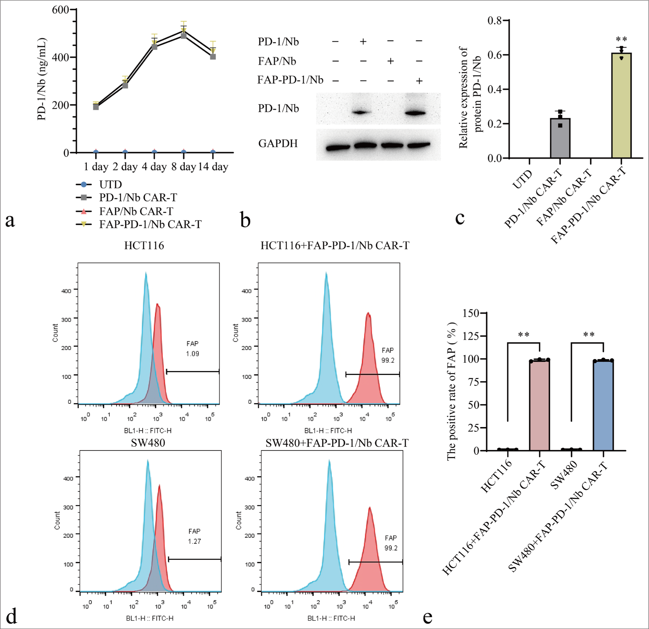 Enhanced efficacy of dual chimeric antigen receptor-T cells targeting programmed death-ligand 1 and cancer-associated fibroblasts in colorectal cancer in vitro