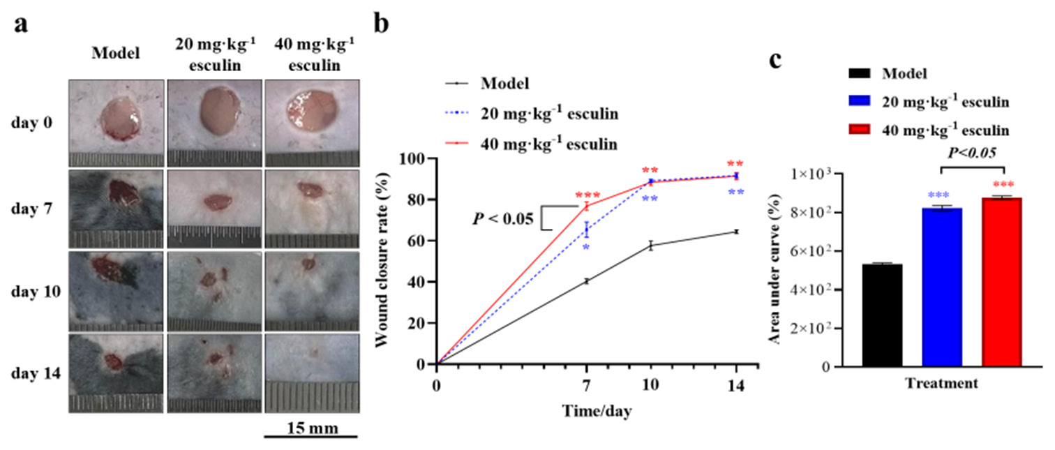 Esculin promotes skin wound healing in mice and regulates the Wnt/β-catenin signaling pathway