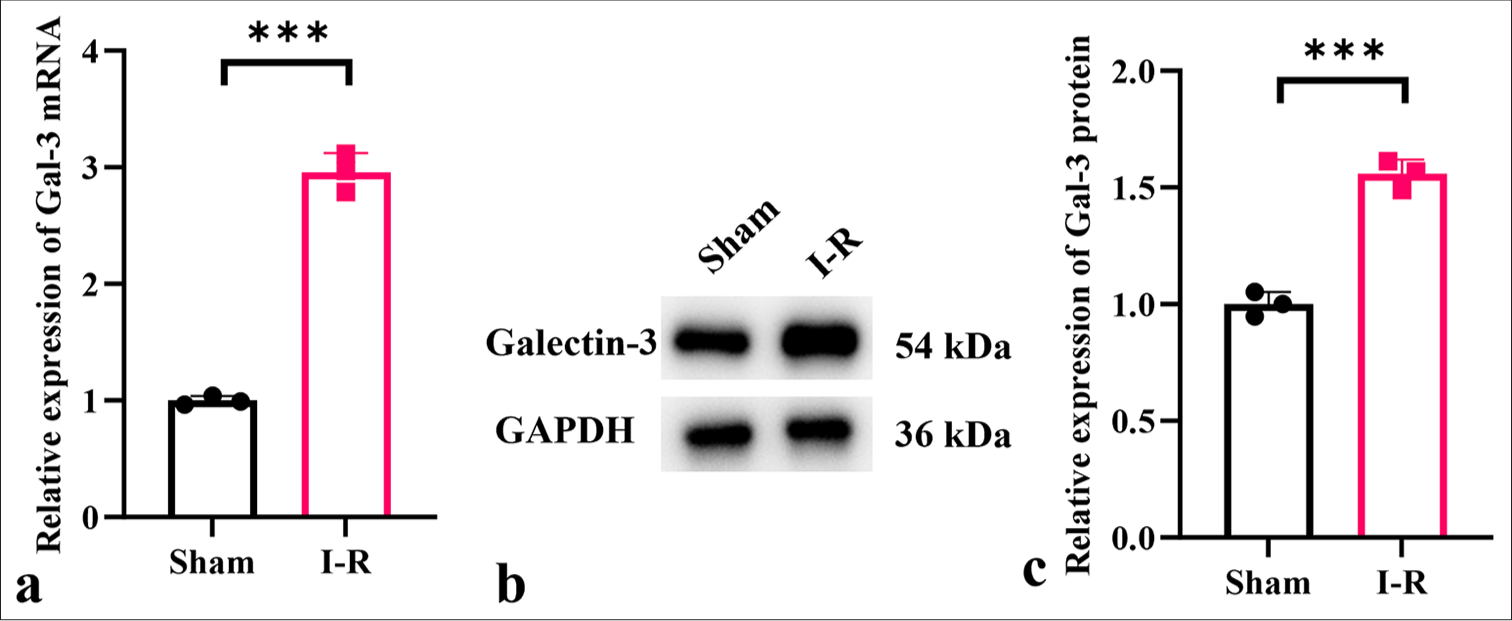 Knockdown of Galectin-3 confers myocardial protection against ischemia-reperfusion injury, modulating oxidative stress, inflammatory response, and the peroxisome proliferator-activated receptor g signaling pathway