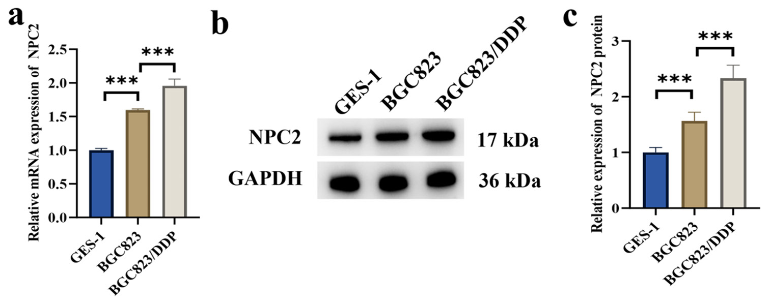 NPC intracellular cholesterol transporter 2 regulates the anti-apoptotic protein baculoviral inhibitor of apoptosis repeat containing 3 and affects drug resistance in gastric cancer