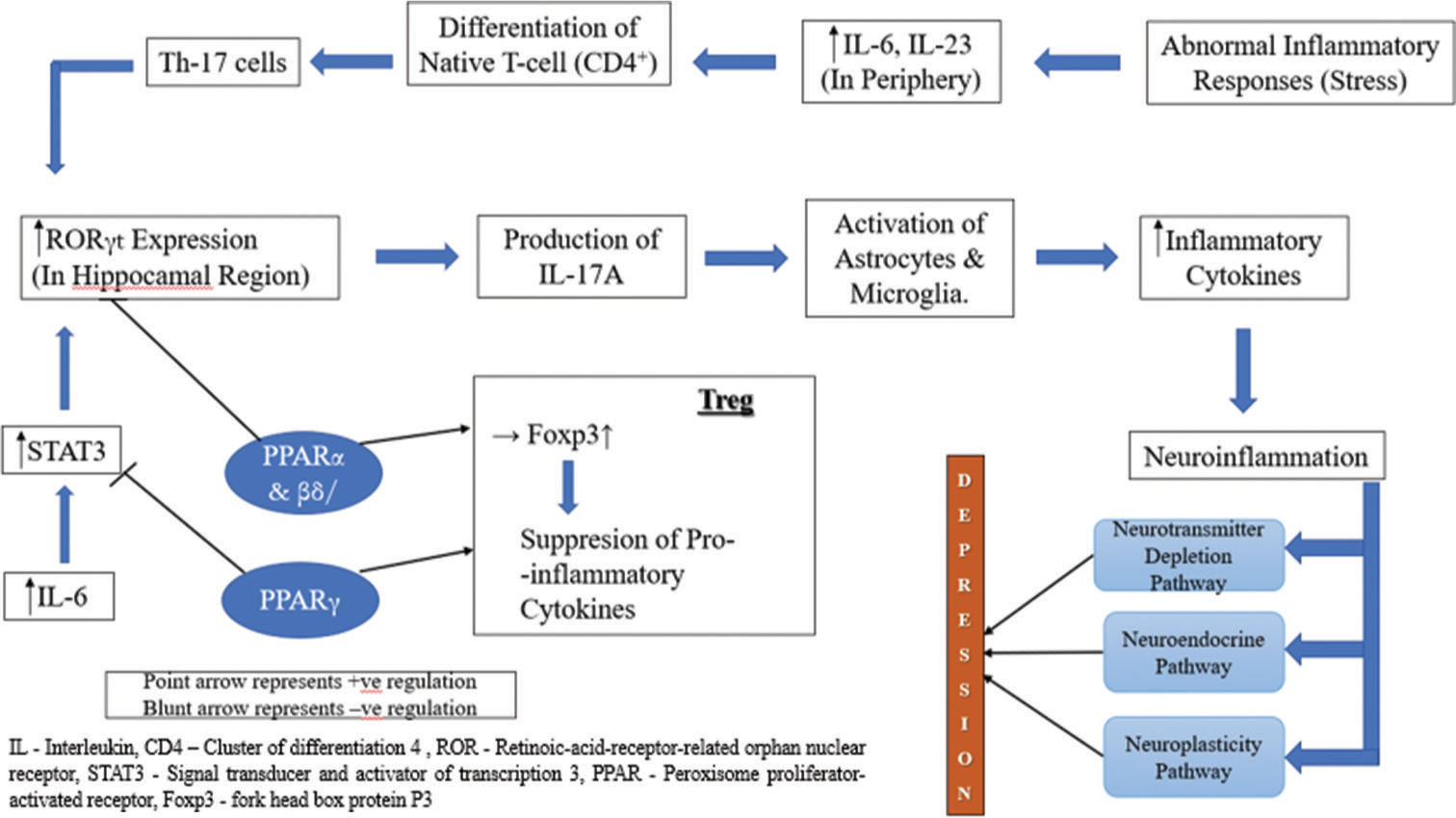 Exploring the antidepressant potential of raspberry ketone: Behavioural and neurochemical insights in a chronic unpredictable mild stress-induced depression model