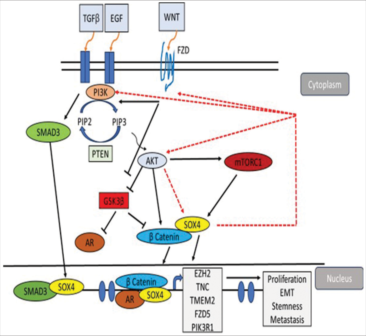 SOX4 expression in cancer: Insights from developmental regulation and deregulation in tumorigenesis