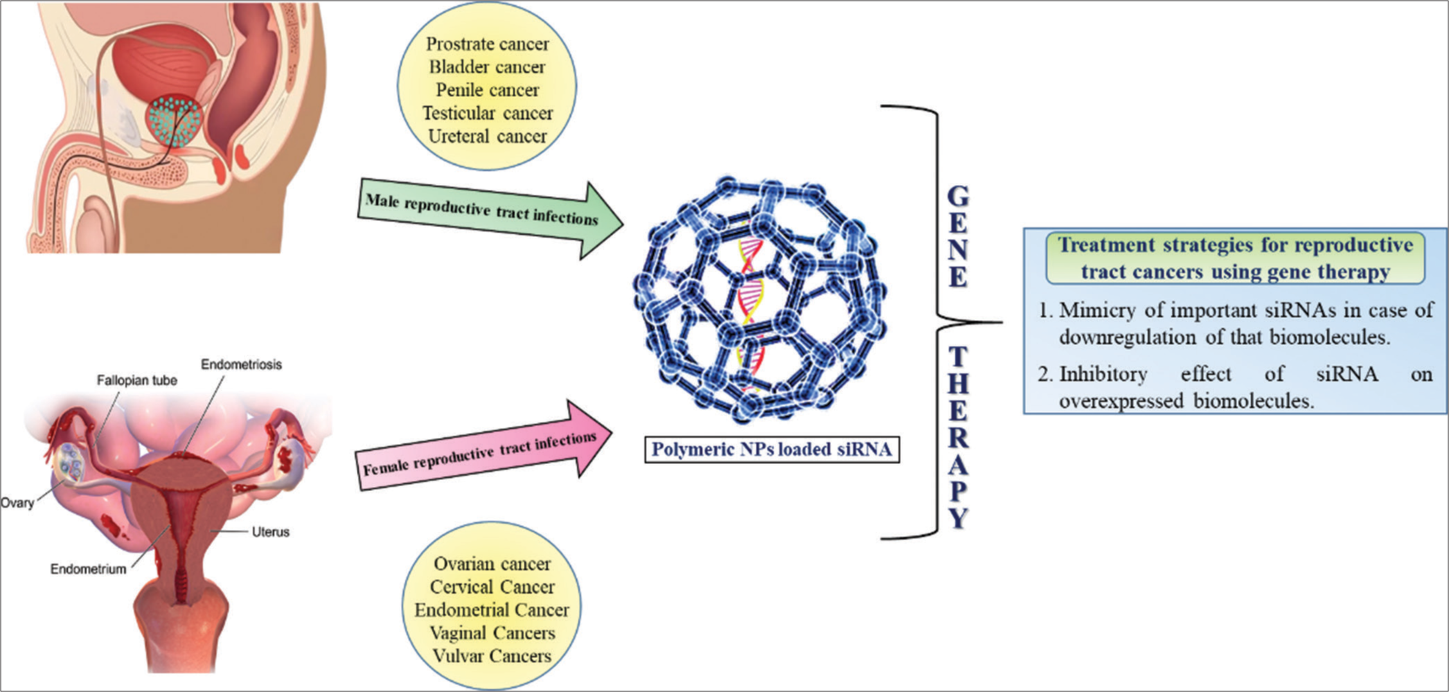 Advancements in siRNA delivery using nanotechnology for reproductive tract cancers: From targeting to enhancing treatment efficacy