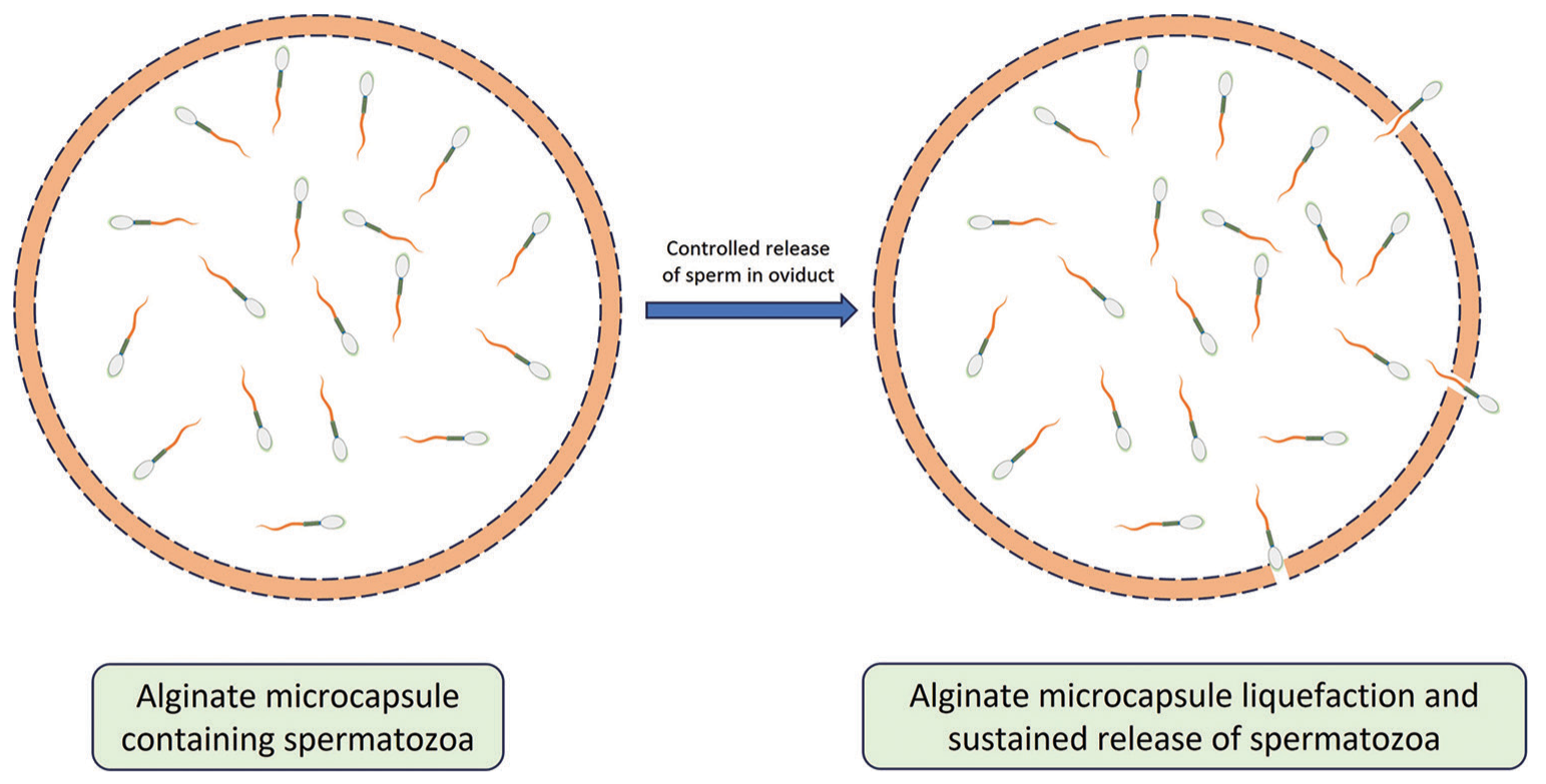 Sperm microencapsulation in bovine: An overview