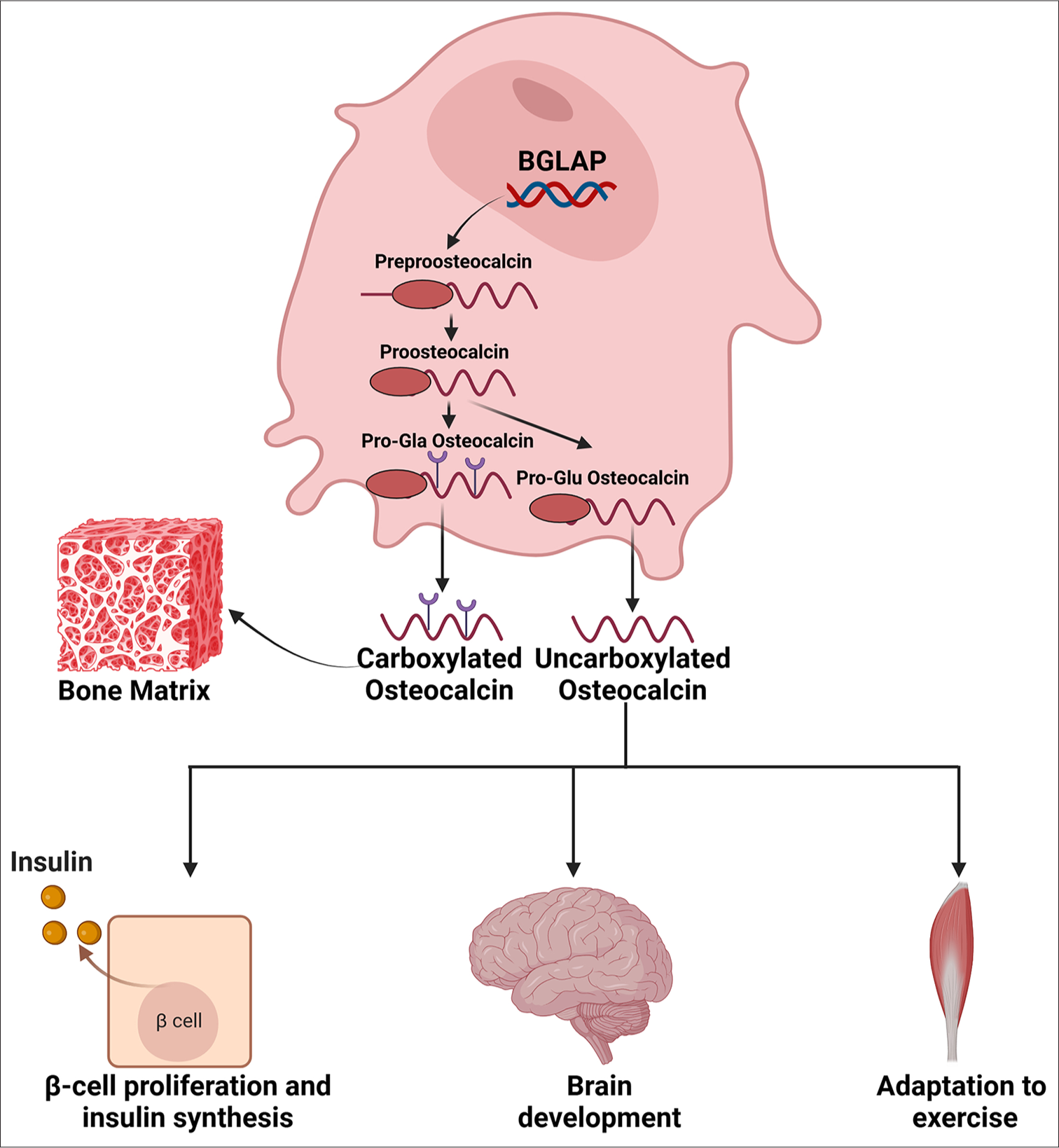 Osteofertility: Nexus between bone health and fertility