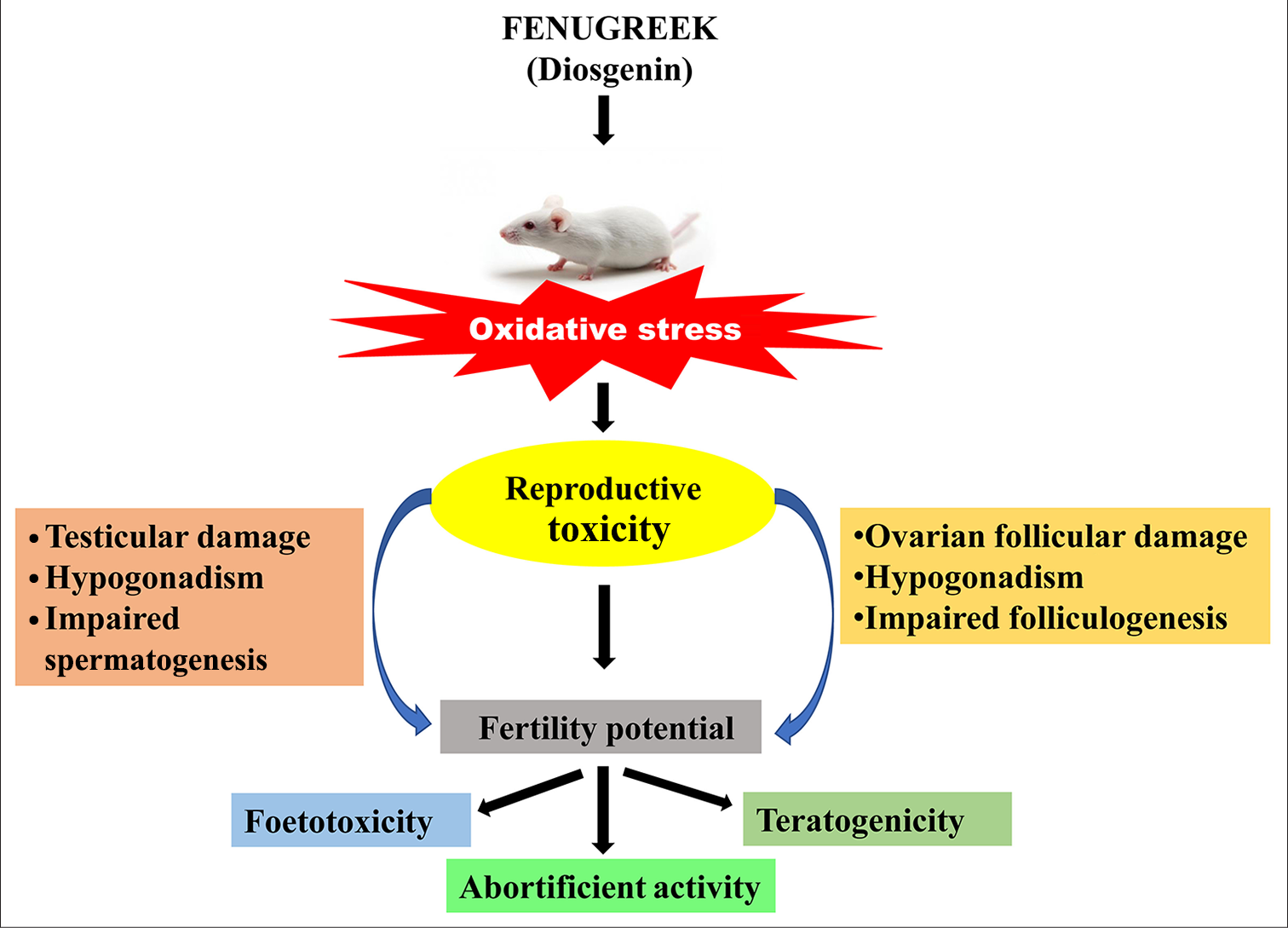 A comprehensive review on reproductive toxicity of fenugreek and its bioactive component diosgenin: A review based on toxicological evidence