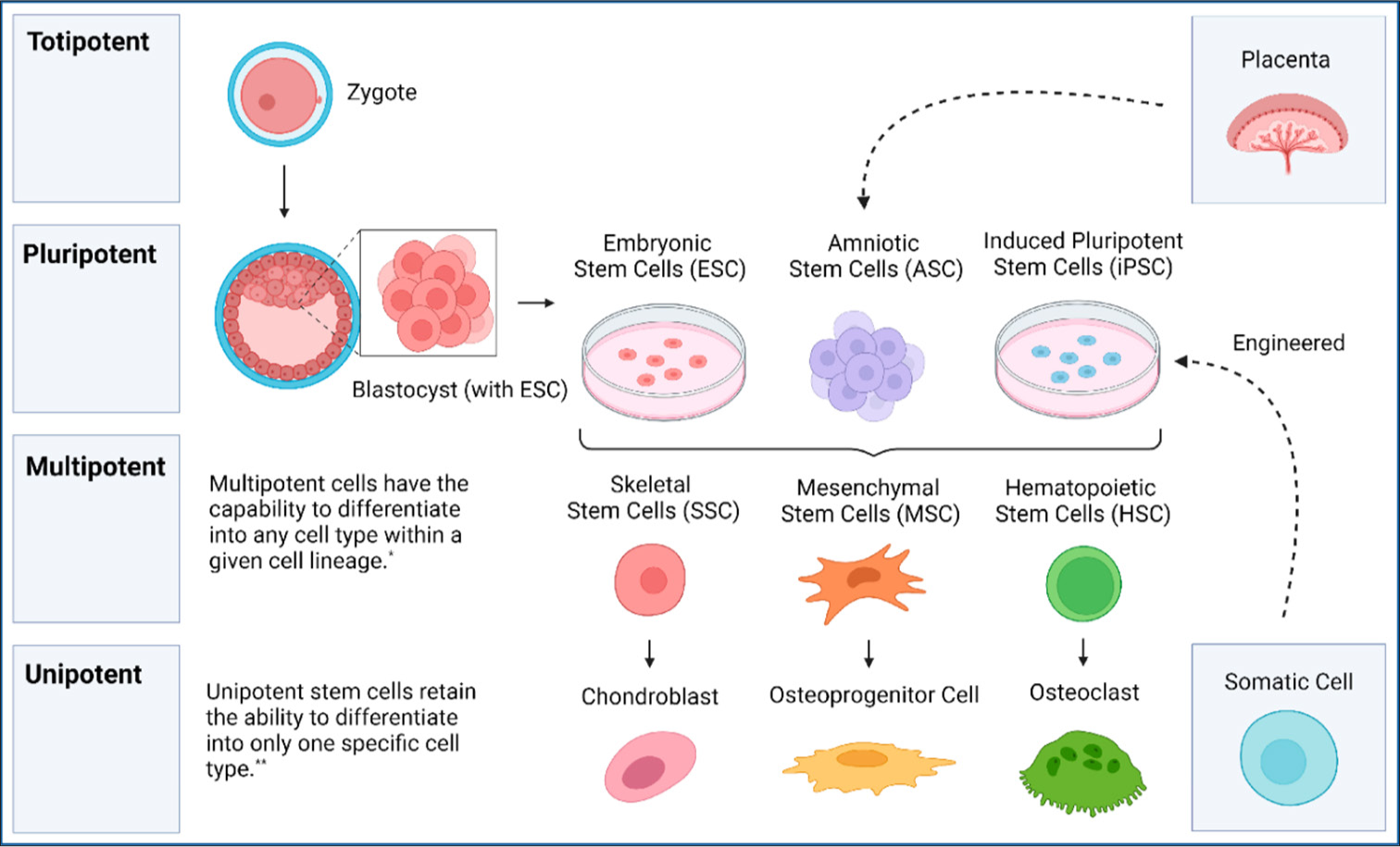 Stem Cell Therapy in Parkinson’s Disease: Advances in Regenerative Medicine and Clinical Applications