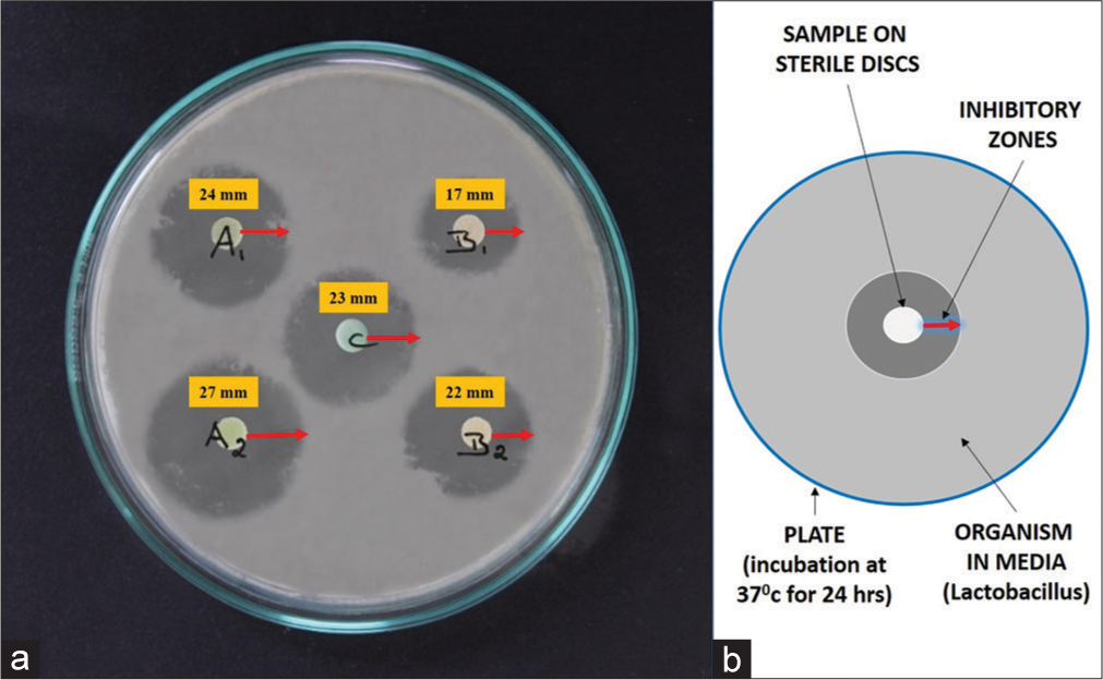 A pilot study on the antimicrobial efficacy of Coleus Aromaticus on Lactobacillus acidophilus – Comparative In-Vitro analysis of five samples on a single plate