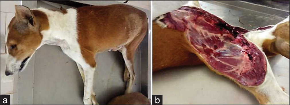 Pathological Findings in the Carcass of a Dog following Ovariohysterectomy, and Intestinal Resection and Anastomosis