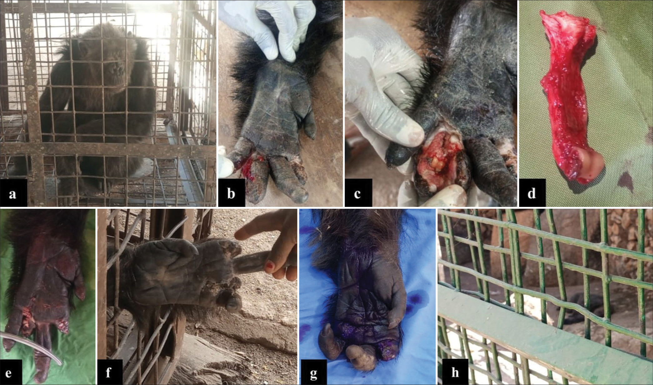 Surgical Management of Left-Hand Traumatic Injury in an Adult Female Captive Chimpanzee (Pan troglodytes): A Case Report