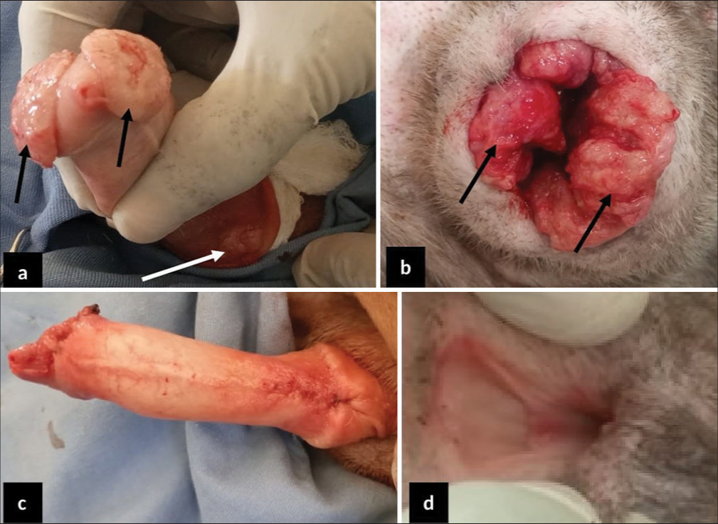 Surgical Management of Canine Transmissible Venereal Tumor with Adjunctive Chemotherapy Combination