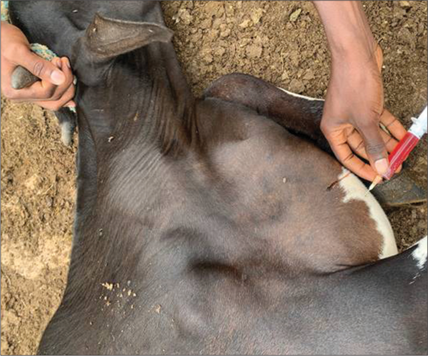 A Case of Snake Bite in a One-Year-Old Cross-Breed Cow – A Case Report