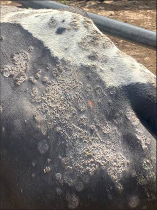 Management of Dermatophilosis in a “7 Year-Old” Friesian Crossbreed Bull