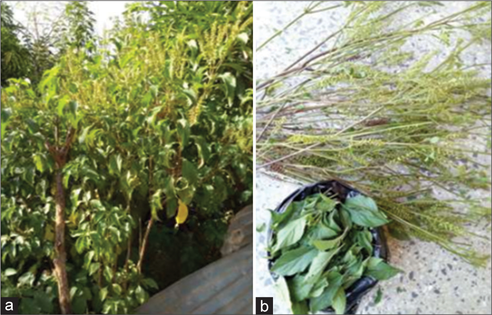 Exploring the therapeutic potential of Ocimum gratissimum extracts against microbial infections: A Comprehensive review