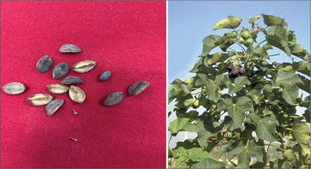 Acute poisoning with Jatropha curcas in North Eastern Himalayan region – A case series and review of literature