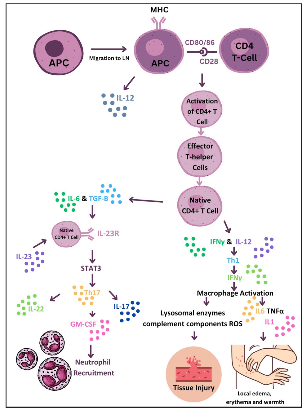 Leprosy reactions: New knowledge on pathophysiology, diagnosis, treatment and prevention