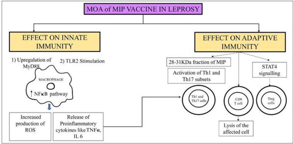 MIP vaccine in leprosy: A scoping review and future horizons