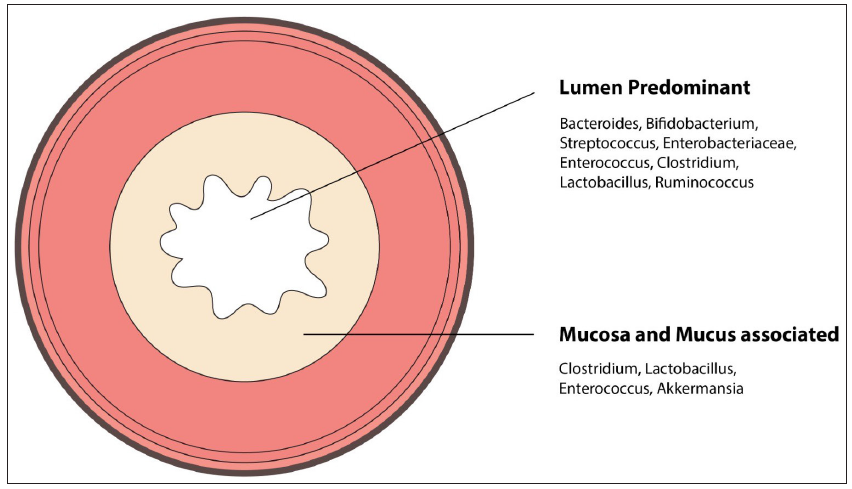 Gut microbiome in dermatology – A narrative review