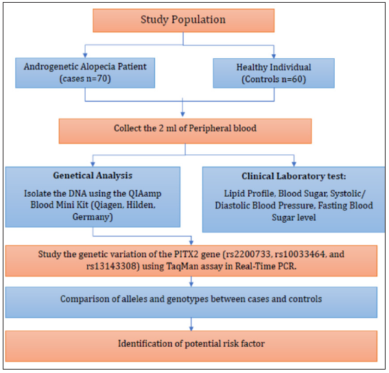 Association between PITX2 polymorphism and androgenetic alopecia in the Indian population