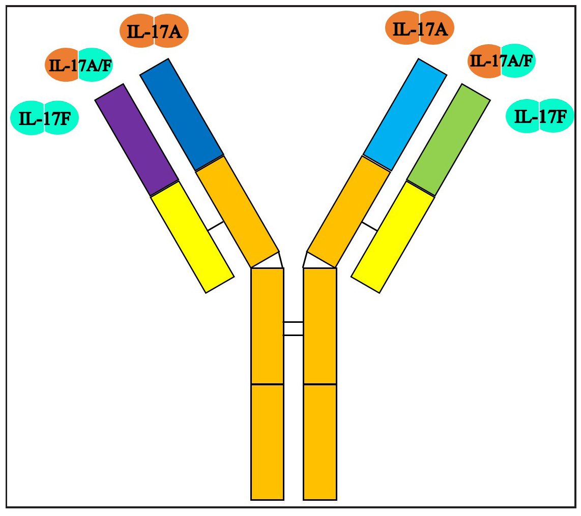 Bimekizumab: A novel FDA approved dual IL-17 A/F inhibitor for moderate to severe psoriasis