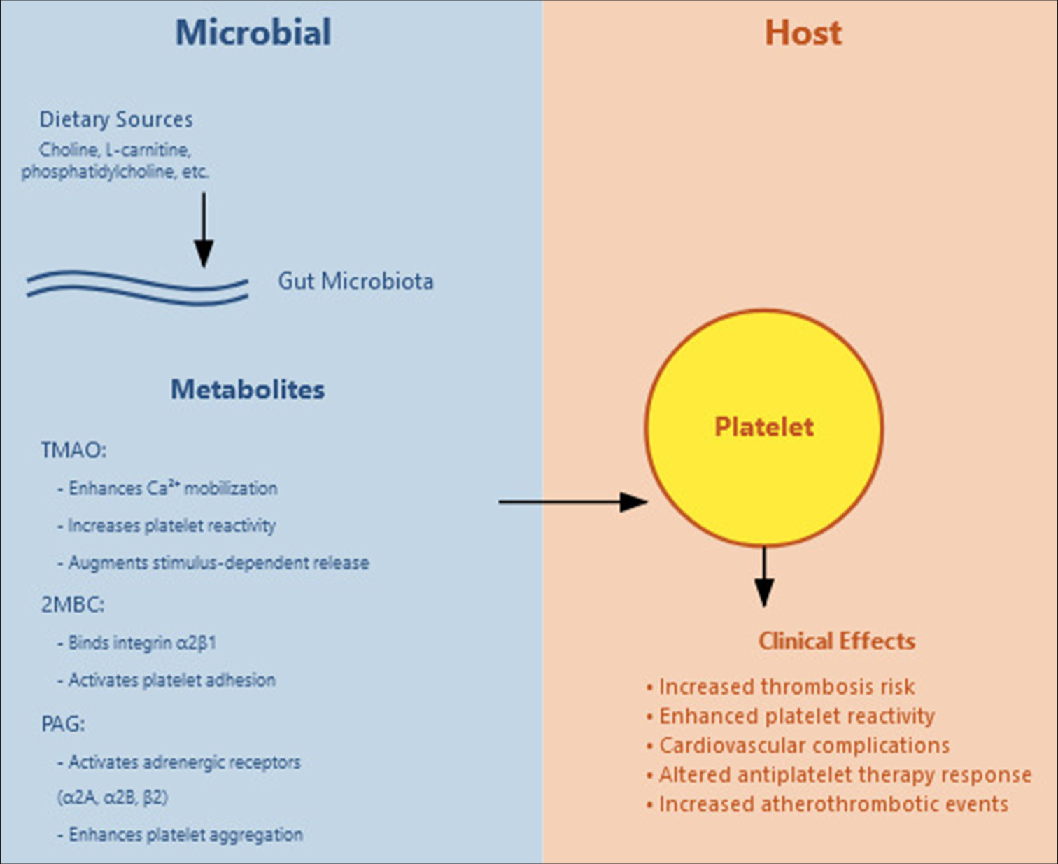 From gut to blood: How microbiome metabolites orchestrate platelet function