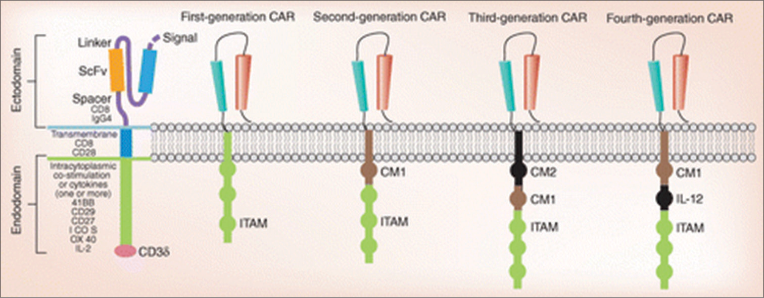 CAR-T therapy and allogeneic stem cell transplantation for refractory acute myeloid leukemia: A comparative study