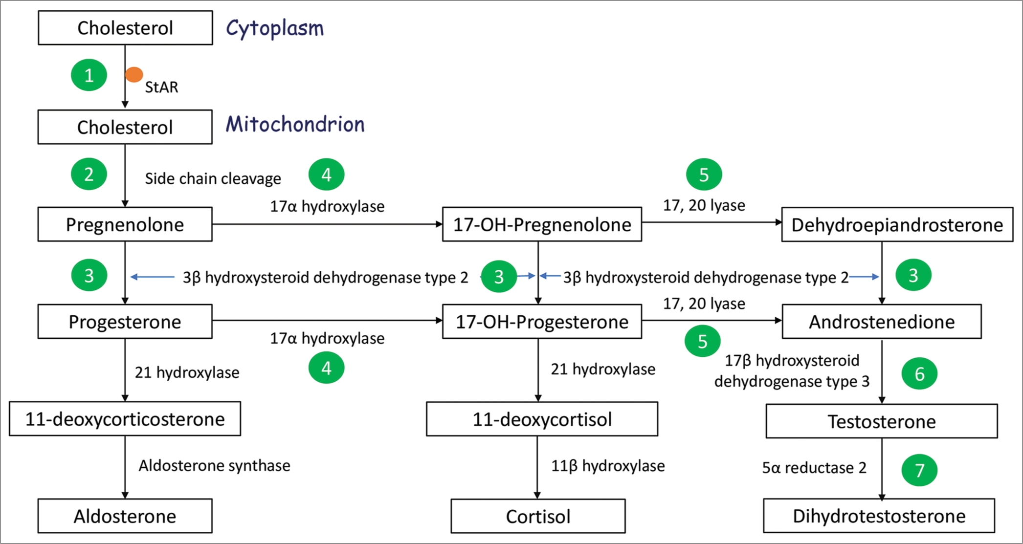 Genetic diagnosis in XY disorders of sex development