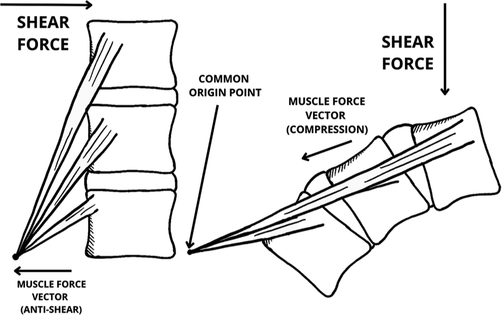 Measuring one’s ability to alter, change, and reduce lumbar flexion under load: A case report