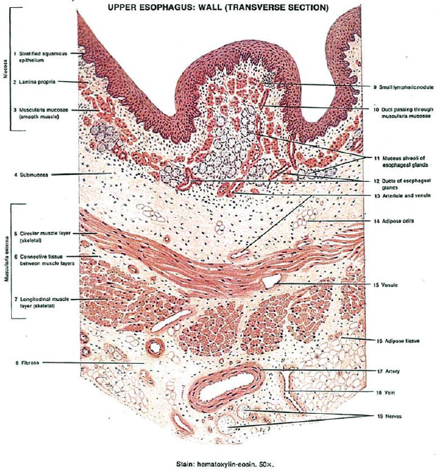 Evaluation of a novel method for teaching drawing of histology diagrams to first year MBBS students