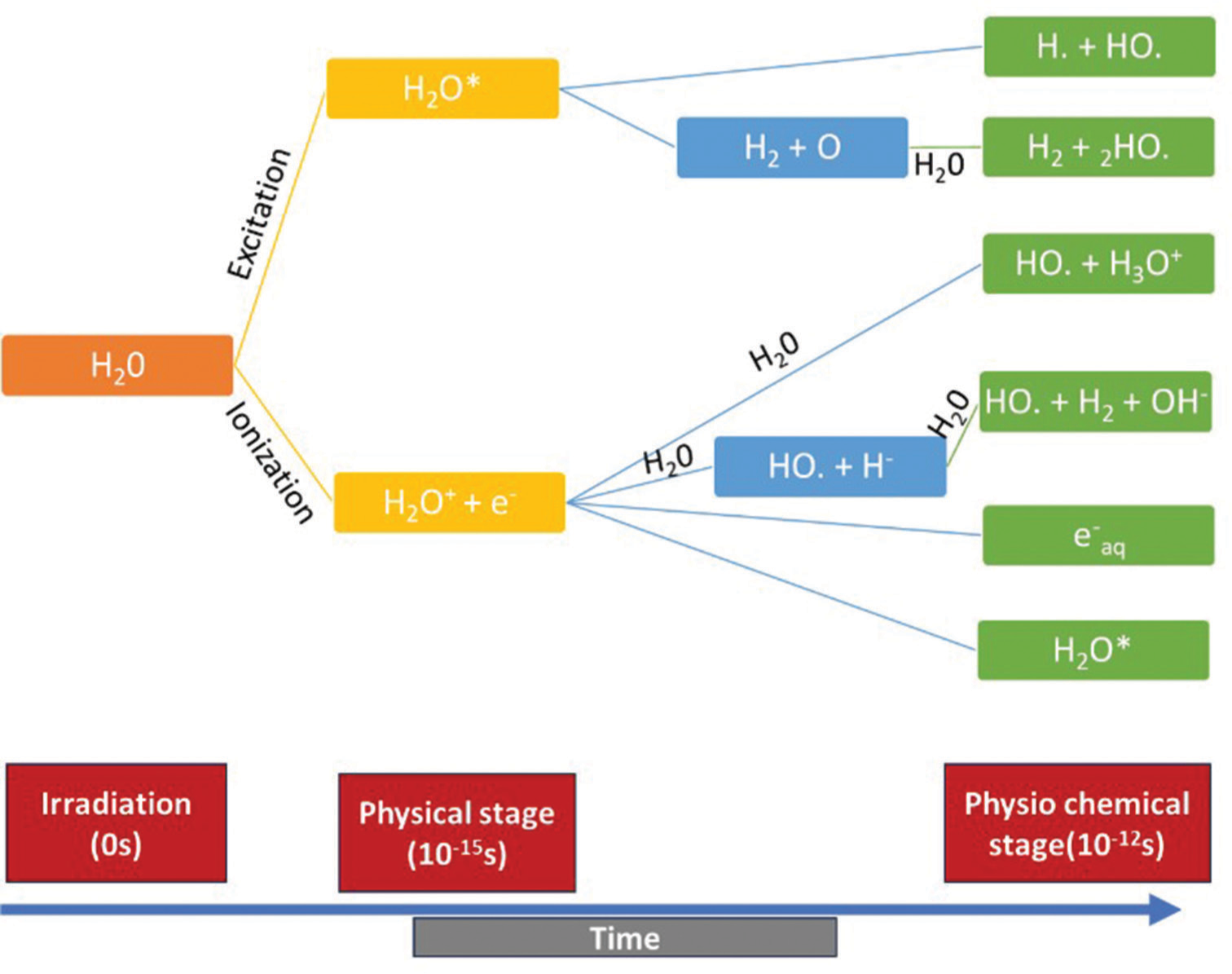 Role of antioxidants in enhancing radioprotection: Insights from diagnostic radiology and radiotherapy studies