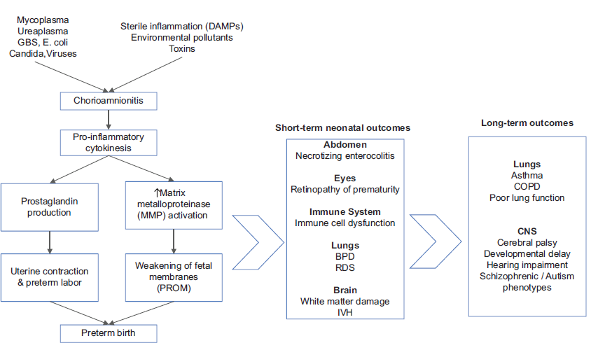 From placenta to cradle: Histopathology as a predictor of fetal and neonatal well-being