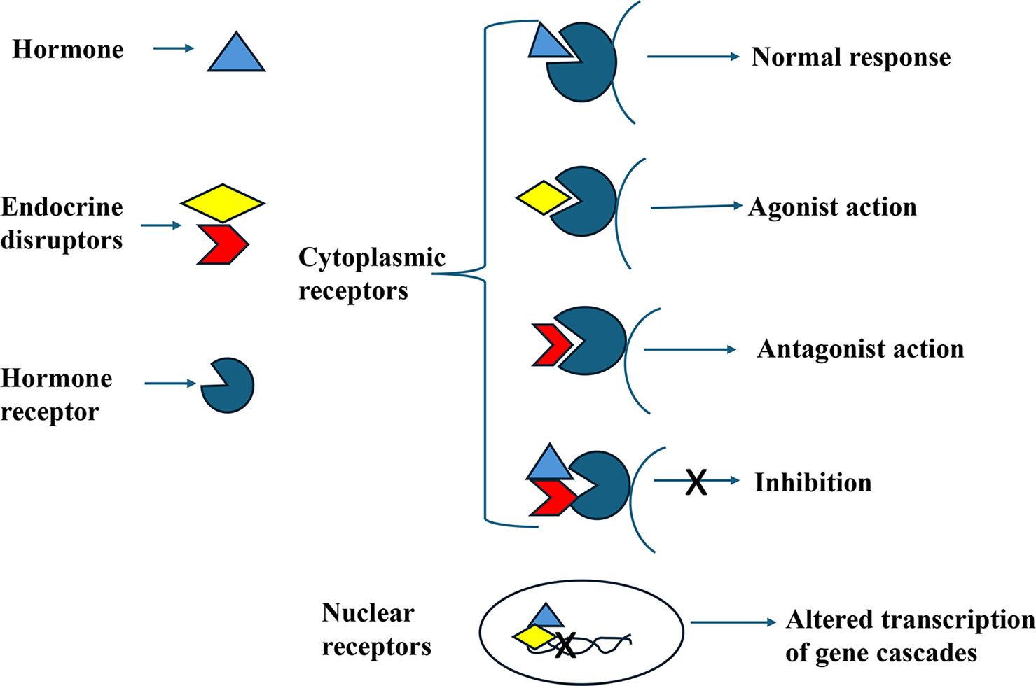 Endocrine Disruptors and the Heart: Unraveling the Cardiovascular Impact