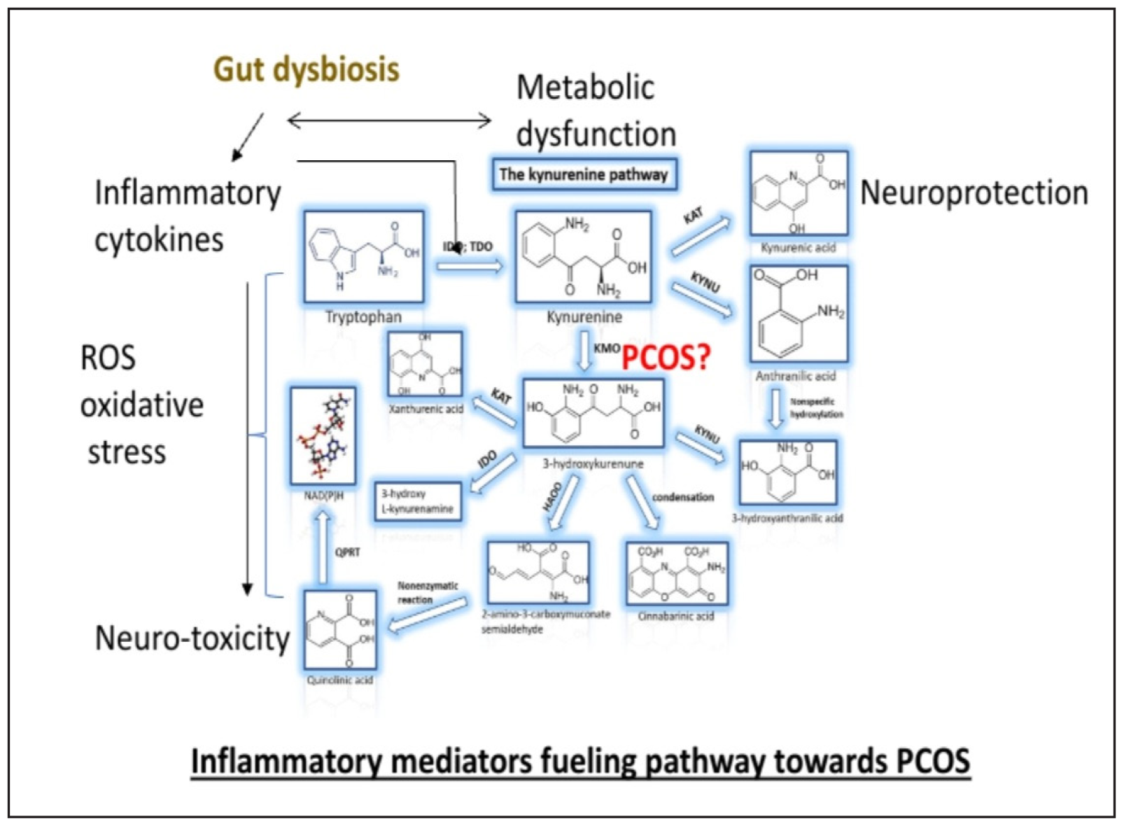 Chronic Inflammation in Polycystic Ovarian Syndrome: Examining Biomarker–Driven Control Strategies to Reduce Population–Level Disease Burden