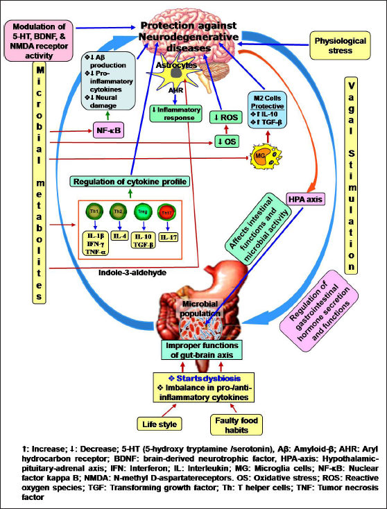 Impact of the gut–brain axis on neurodegenerative diseases and potential benefits of probiotics