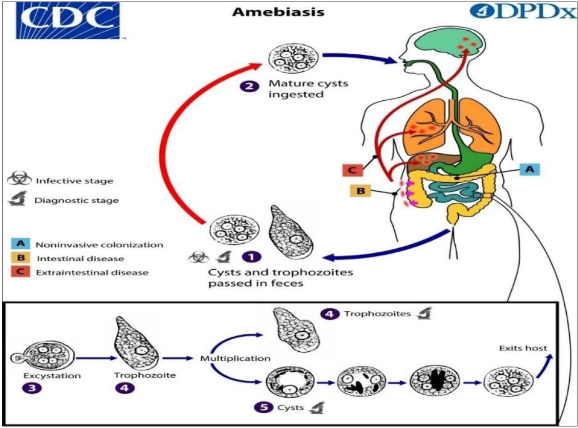 Updates in molecules associated with pathogenesis of amoebiasis: A mini review