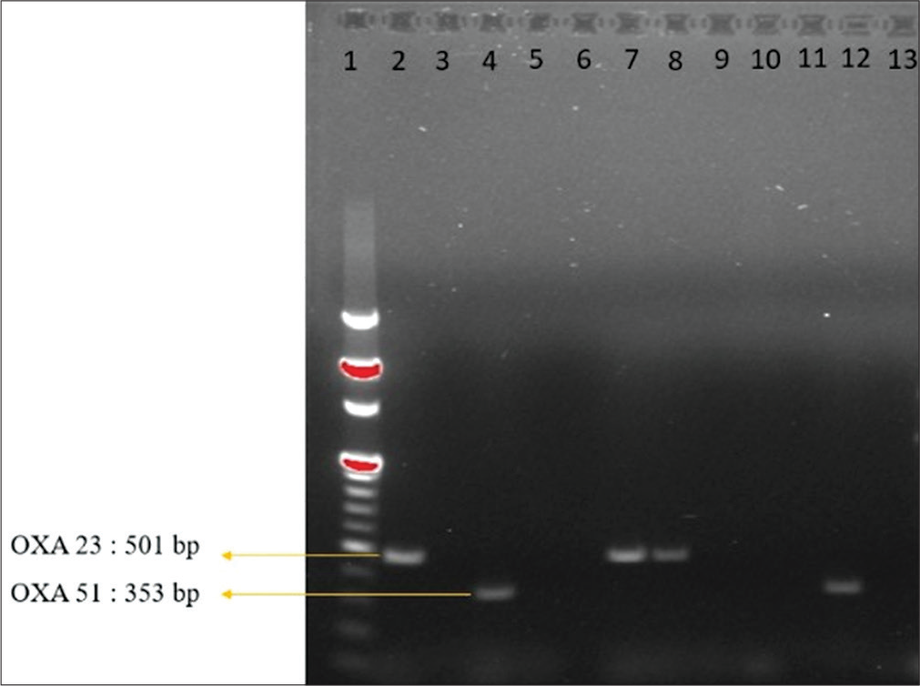 Frequency of OXA-Type carbapenemases among carbapenem-resistant Acinetobacter baumannii in clinical isolates from adult intensive care unit in India