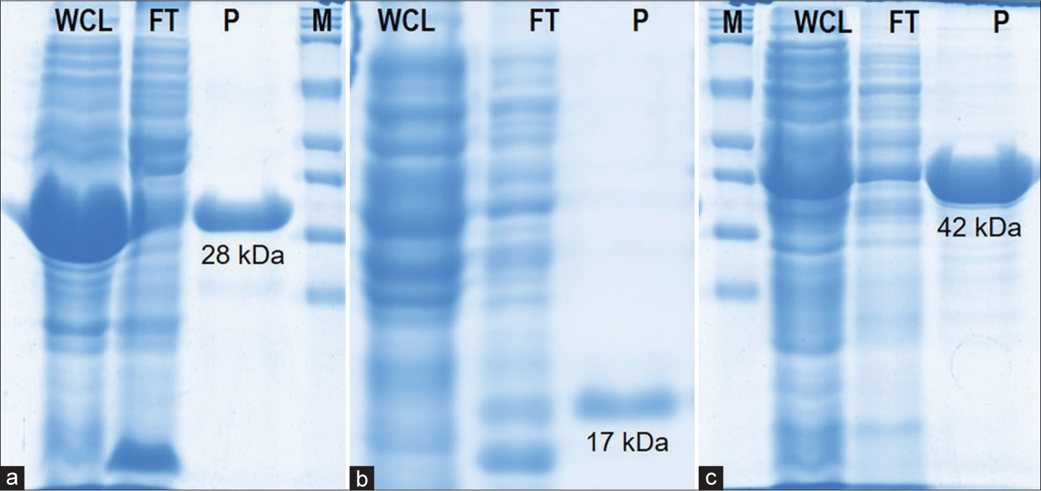 Sensitivity and specificity of newly generated monoclonal antibodies to detect novel antigens of Mycobacterium tuberculosis for the diagnosis of all forms of tuberculosis